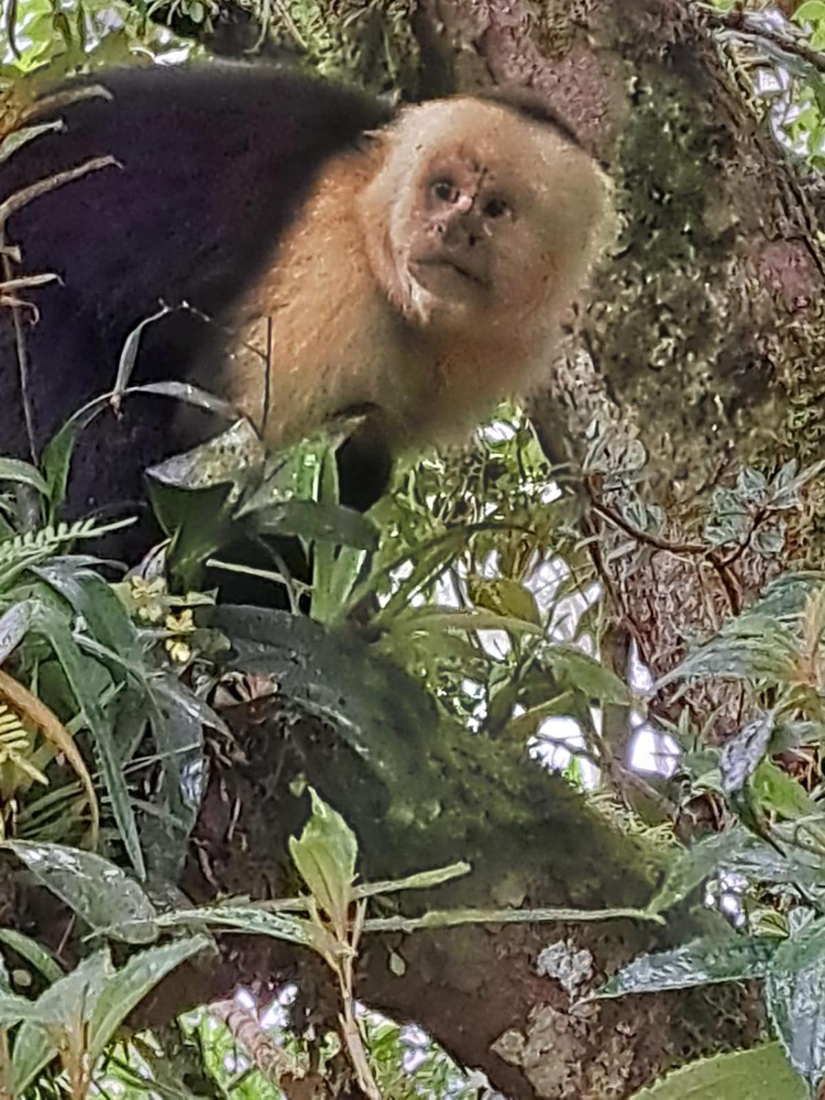 UNFORGETTABLE PLACE,Monteverde Casa Mia near main attractions&town Buitenkant foto