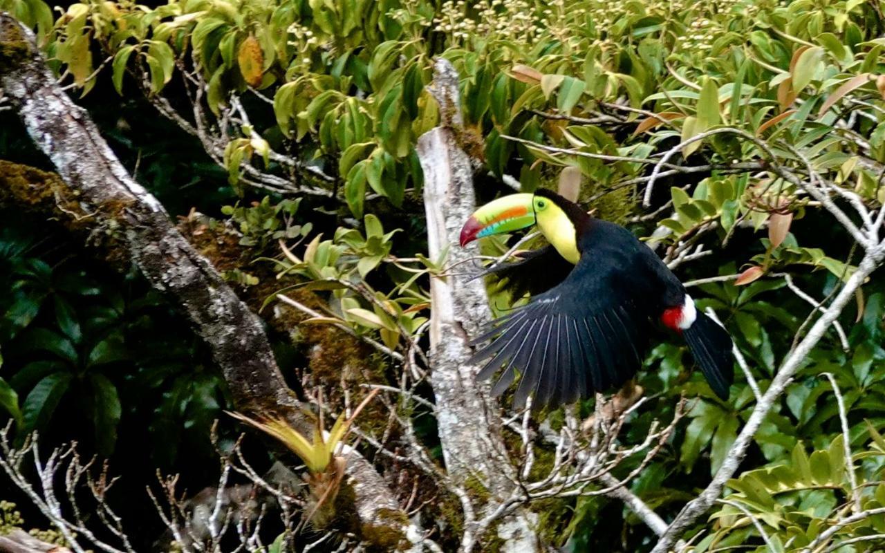 UNFORGETTABLE PLACE,Monteverde Casa Mia near main attractions&town Buitenkant foto
